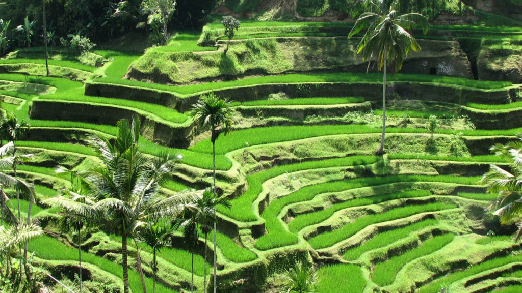 Activities Around Bali